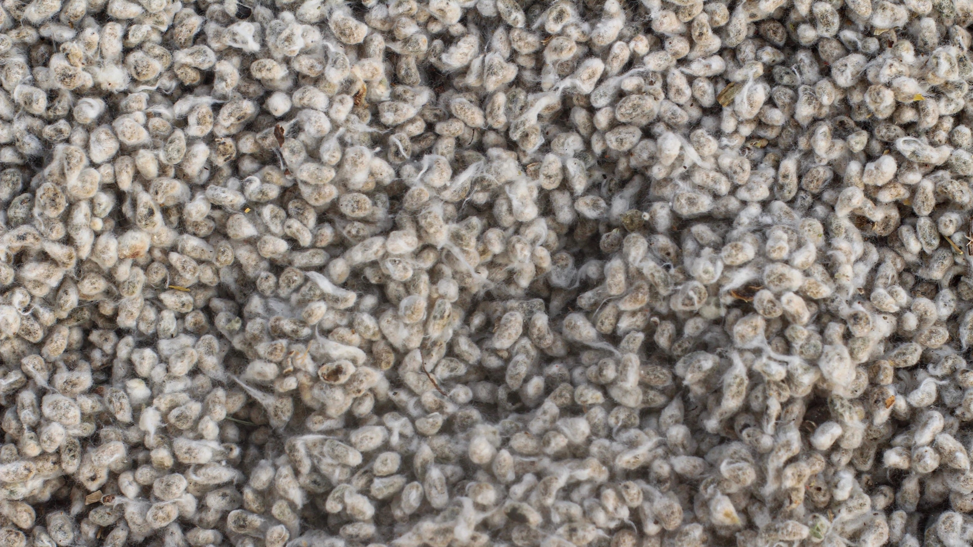 Cotton Seed Processing Company Saves Over $60,000 with Rosemount™ 3051SMV Transmitter​