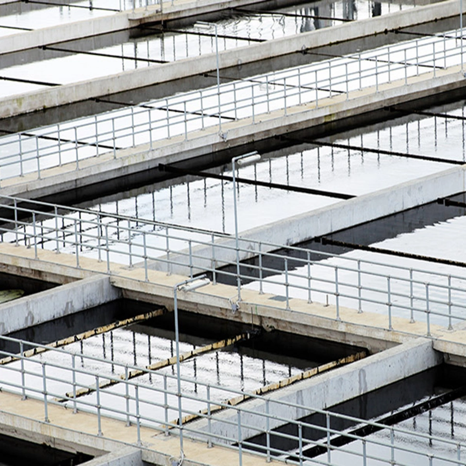 Water Plant