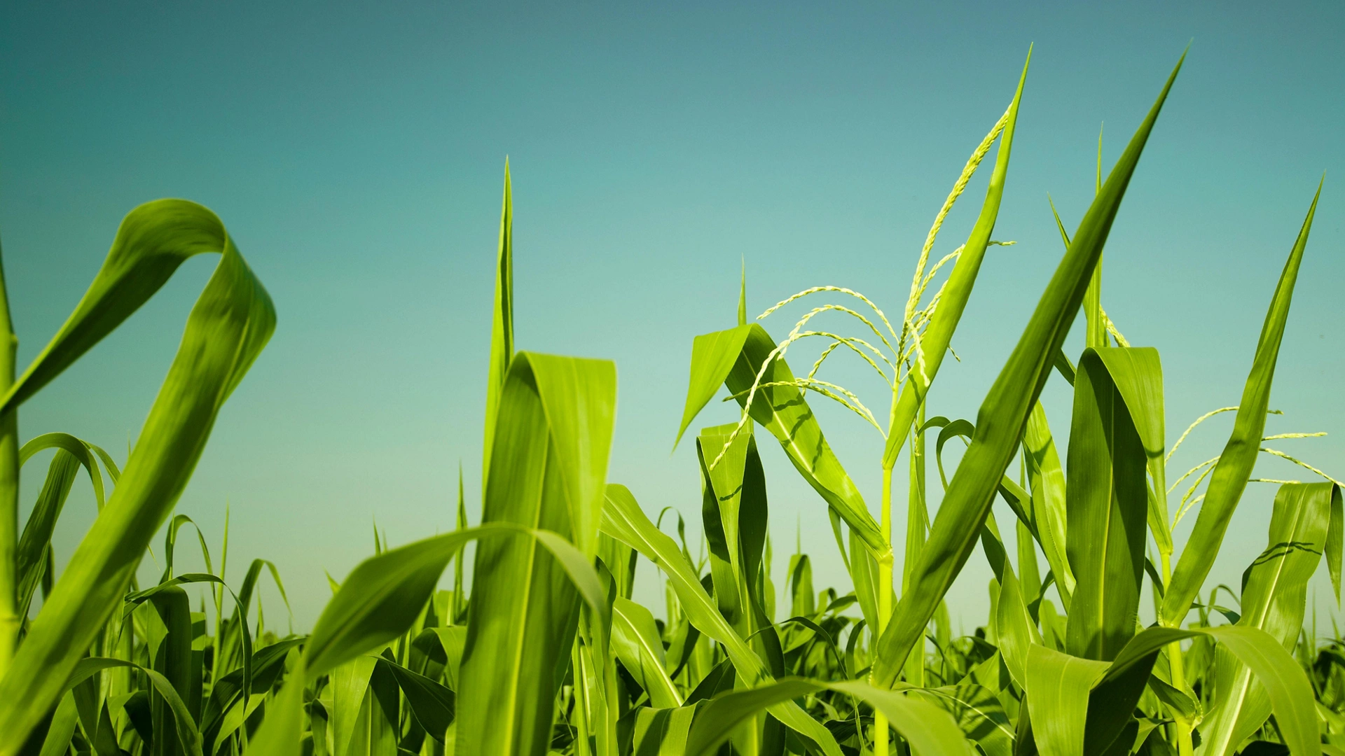 Maize or corn organic planting in cornfield. It is fruit of corn for harvesting by manual labor. Maize production is used for ethanol animal feed and other such as starch and syrup. Farm green nature