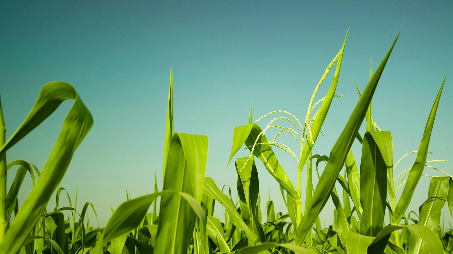 Maize or corn organic planting in cornfield. It is fruit of corn for harvesting by manual labor. Maize production is used for ethanol animal feed and other such as starch and syrup. Farm green nature
